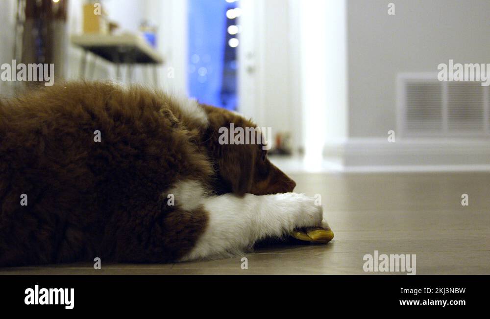 Australian shepherd chewing on teething toy on hallway floor close up