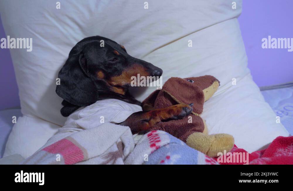 Dog sleeps in bed Stock Videos & Footage HD and 4K Video Clips Alamy