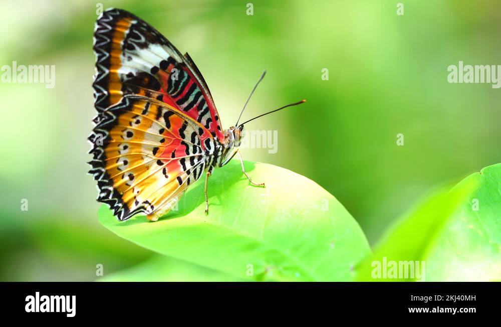 Monarch butterfly colors Stock Videos & Footage HD and 4K Video Clips