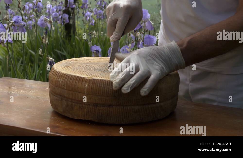 Cutting a wheel of pecorino cheese in the Tuscan countryside. Italy