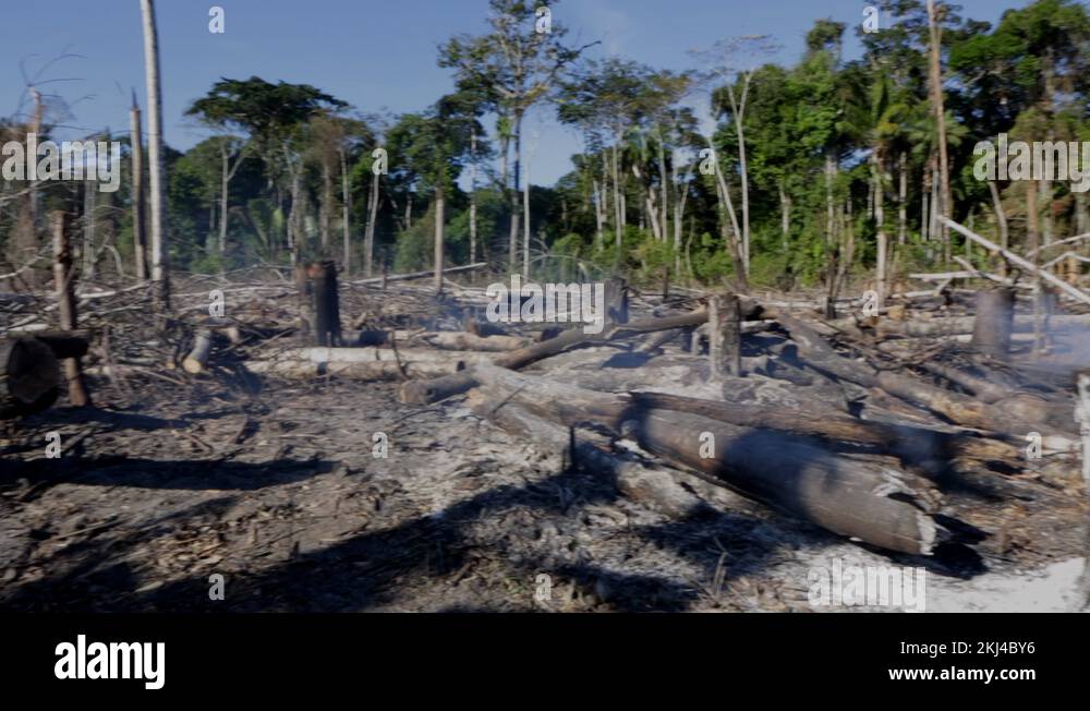 Trees burning on deforestation fire in the Amazon Rainforest Stock