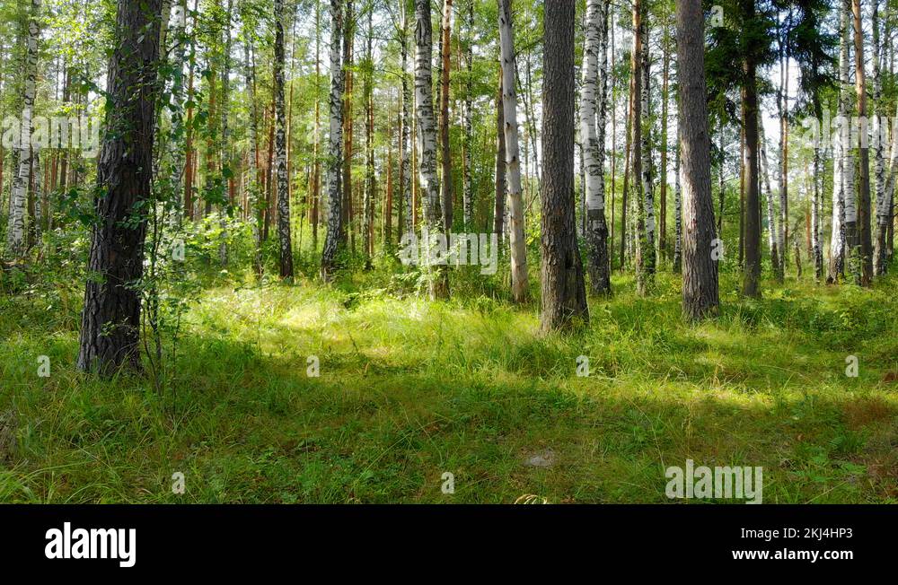 Sparse Forrest Birch forest habitat Stock Videos & Footage - HD and 4K Video Clips - Alamy