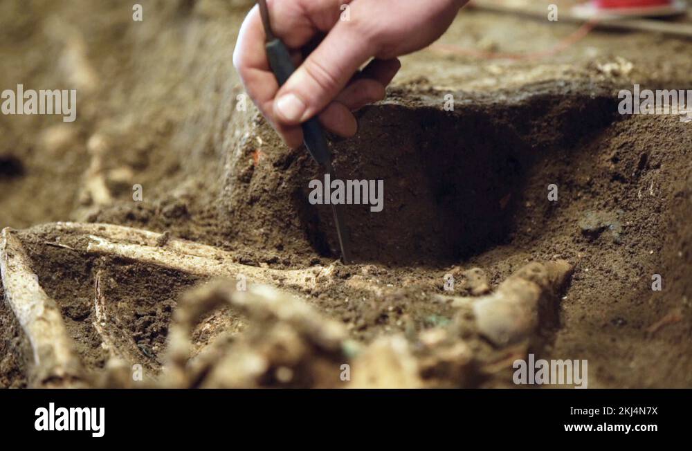 Archaeologist bones Stock Videos & Footage HD and 4K Video Clips Alamy