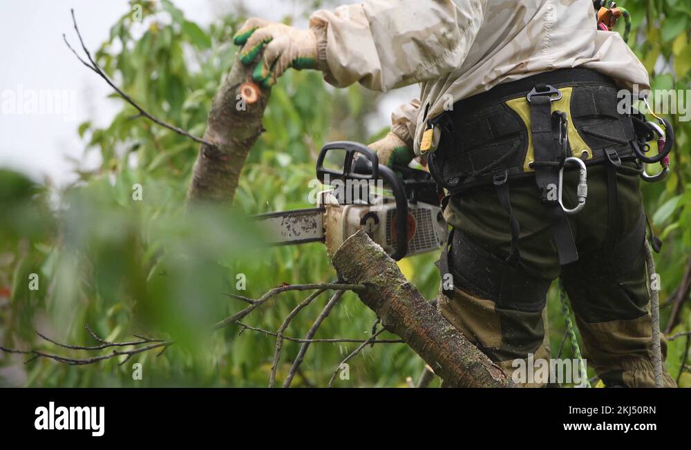 Professional in his field. using a chainsaw to trim a walnut tree