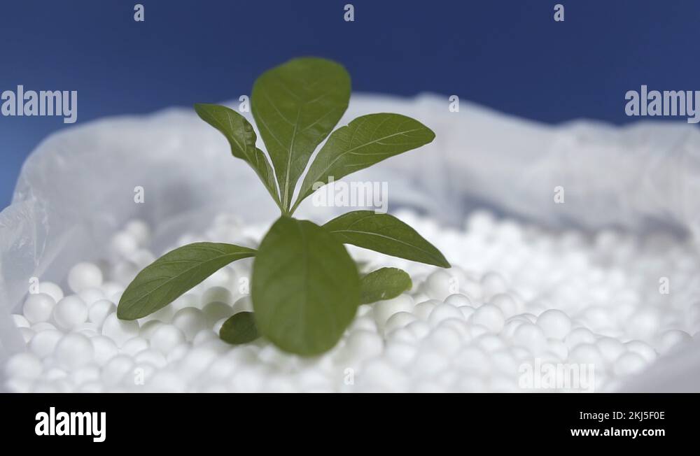Foam plant Stock Videos & Footage HD and 4K Video Clips Alamy