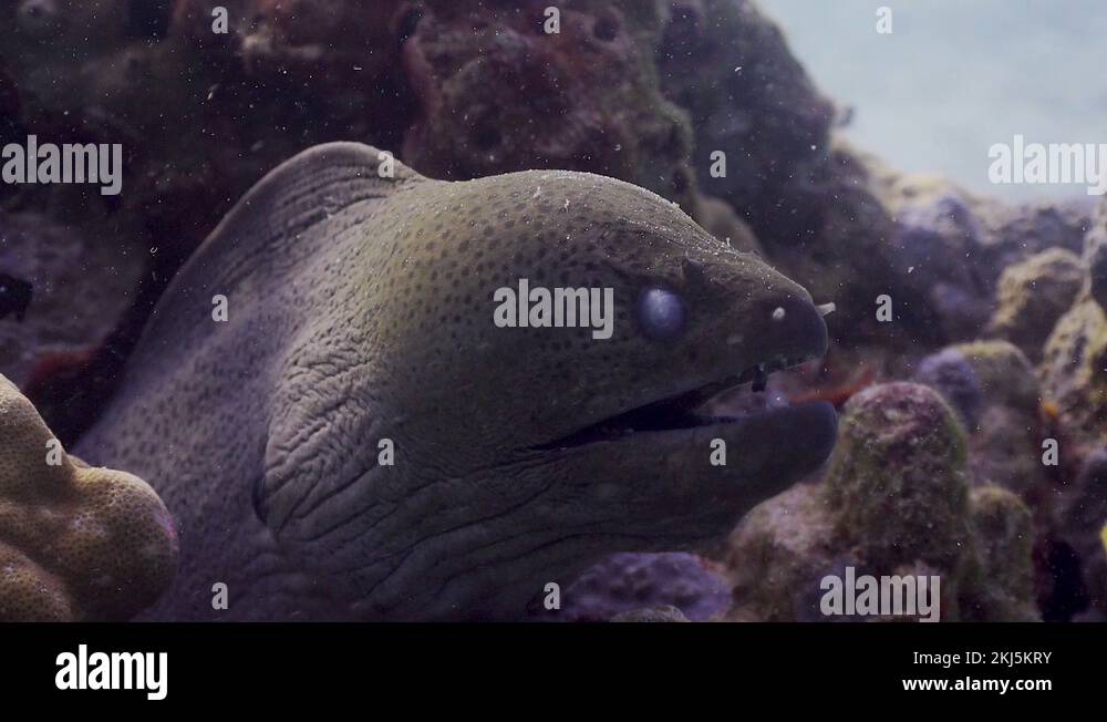 Moray Eel with eye injury close up shot of head with mouth opening and Stock Video Footage Alamy