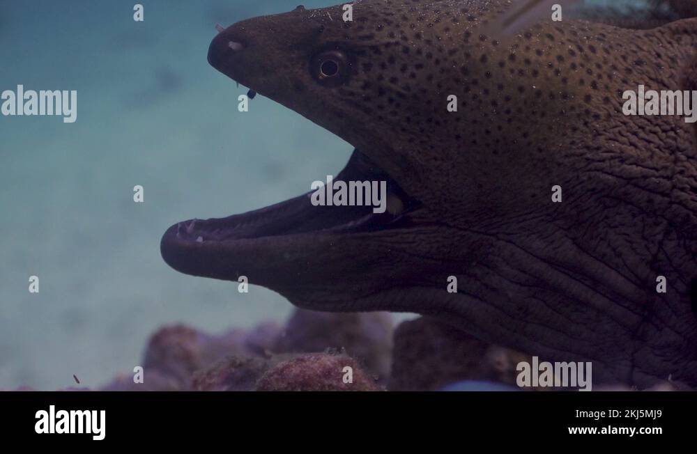Giant Moray Eel side shot close up on head with cleaner fish in mouth