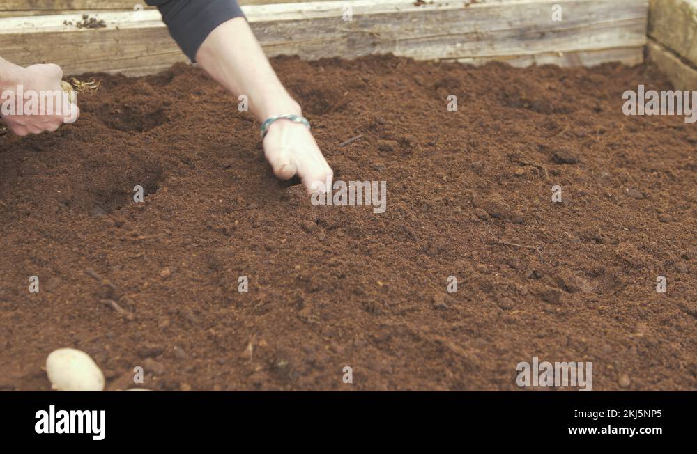 Planting seed potatoes in nutrient rich compost soil raised garden bed