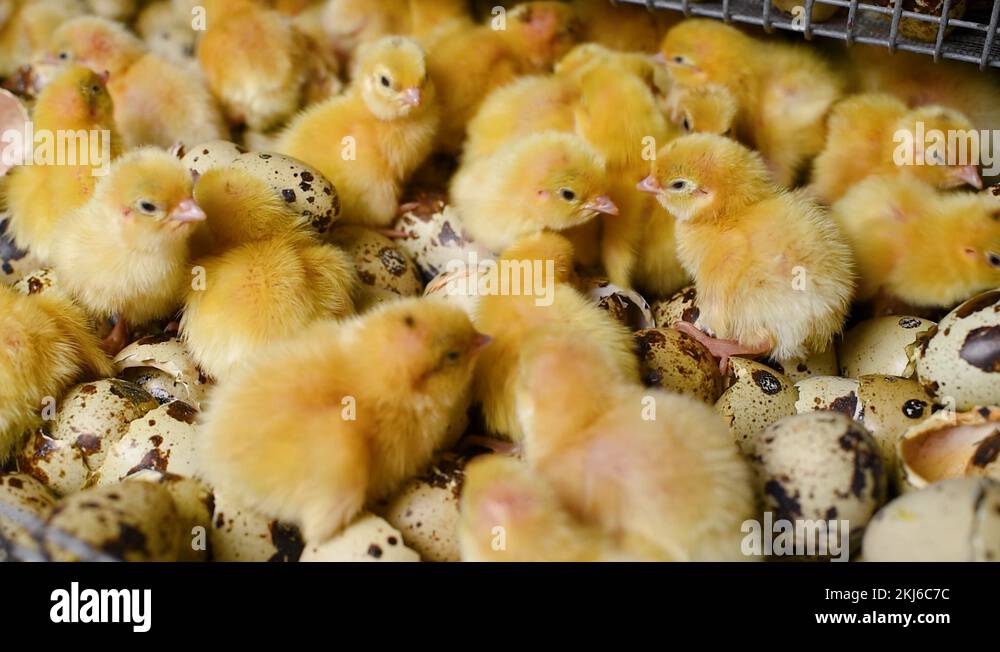 Hatching of chickens and quail in an incubator on a poultry farm Stock