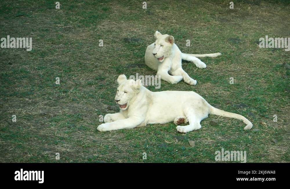Juvenile white lion panthera leo Stock Videos & Footage - HD and 4K ...