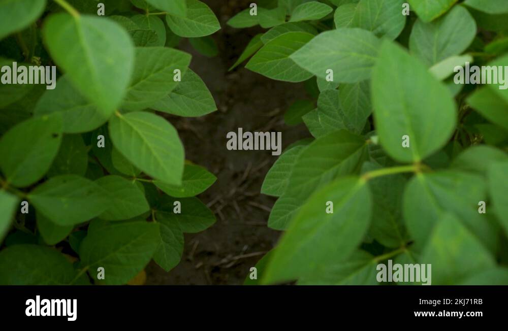 Slow Motion of Healthy Growing Soybean Plants Near Podding Stage Shot