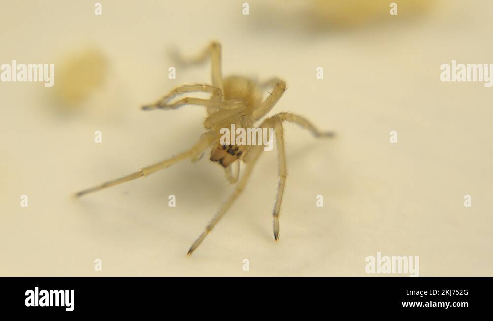 Gold Color Insect Colored insect Stock Videos & Footage - HD and 4K Video Clips - Alamy