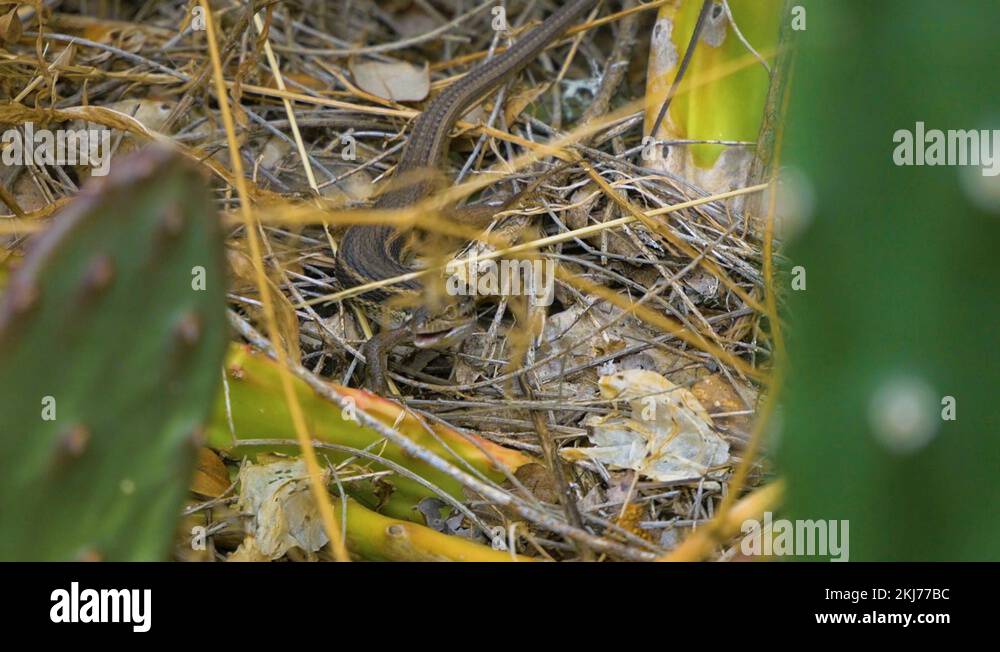 Lizard eating an insect in the middle of the jungle Stock Video Footage