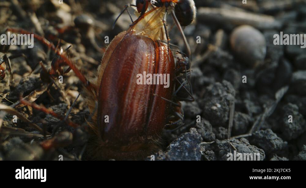 Ants attacking insects Stock Videos & Footage - HD and 4K Video Clips ...