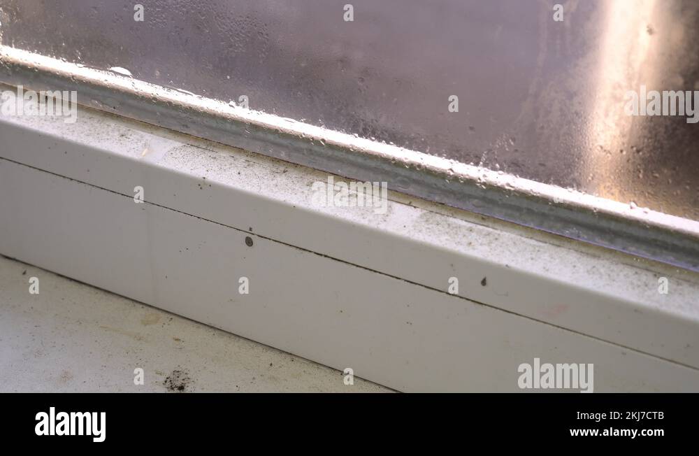 Black mold growth on window frame. Condensation on the glass. Moisture