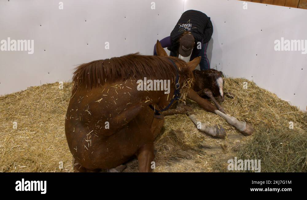 Horse giving birth Stock Video Footage Alamy