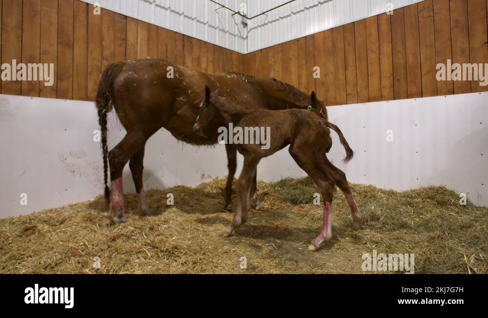 Horse giving birth Stock Video Footage Alamy