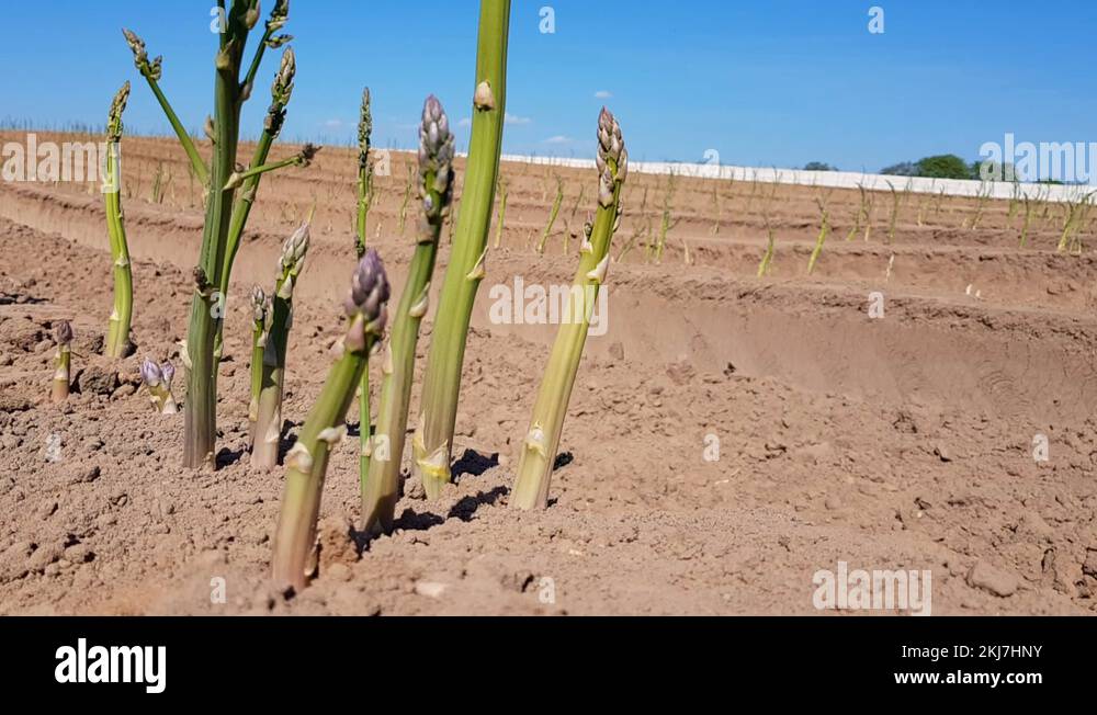 Planting asparagus crowns Stock Videos & Footage HD and 4K Video