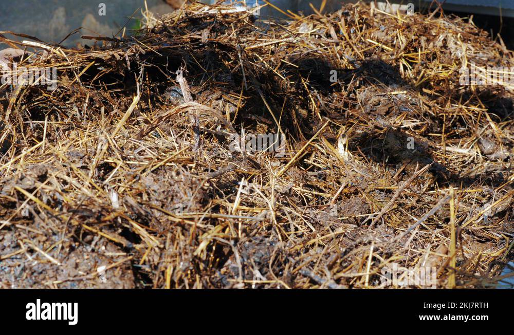 Adding manure to soil Stock Videos & Footage HD and 4K Video Clips