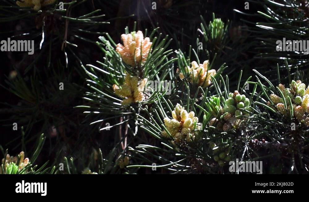 Pollen transport Stock Videos & Footage HD and 4K Video Clips Alamy