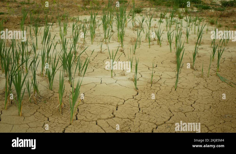 Drought wetland, swamp and pond drying up the soil cracked crust earth Stock Video Footage Alamy