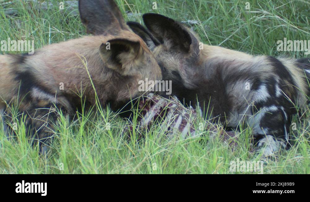 Two African Wild Dogs feeding on Impala skeleton compete for bones