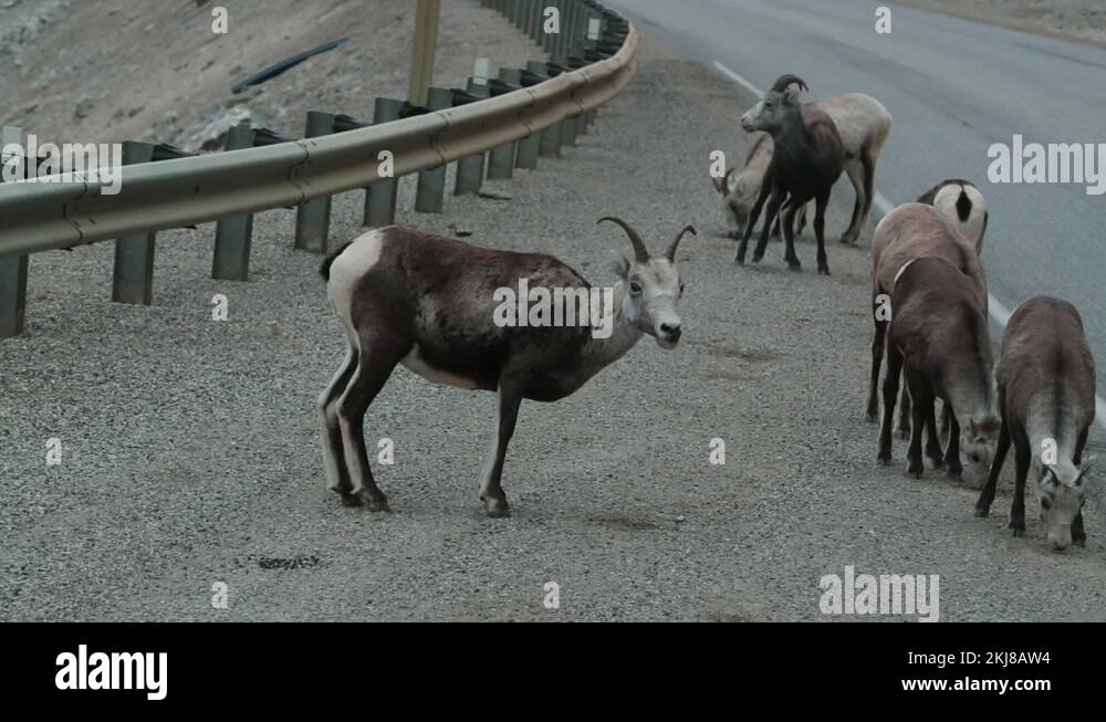Herd of Wild Mountain Goats get scared while eating on side of raod in