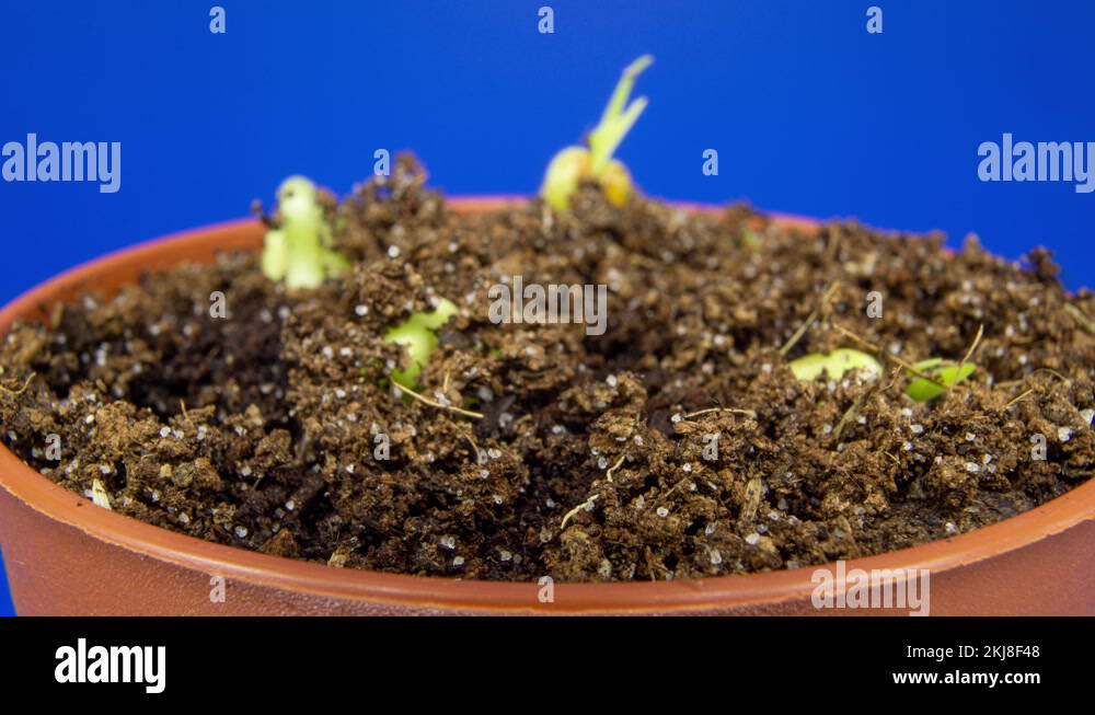 Mung bean seeds Stock Videos & Footage - HD and 4K Video Clips - Alamy