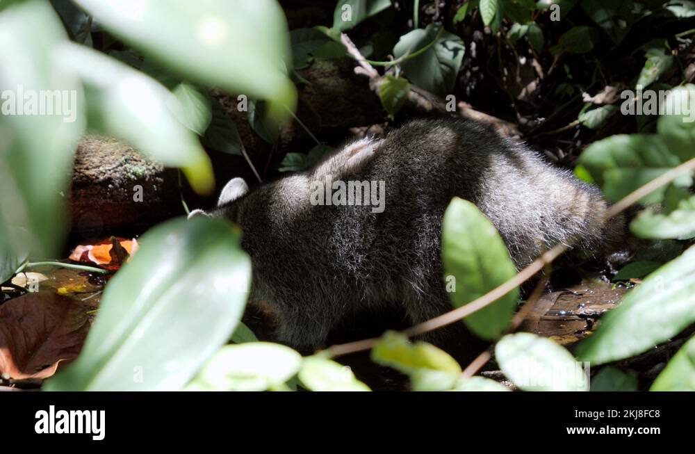 Rainforest raccoon Stock Videos Footage Biology Diagrams