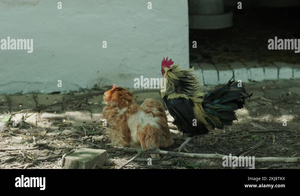 Cockfighting. A rooster defends a hen from another rooster Stock Video