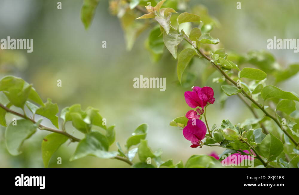 Bougainvillea plants Stock Videos & Footage - HD and 4K Video Clips - Alamy