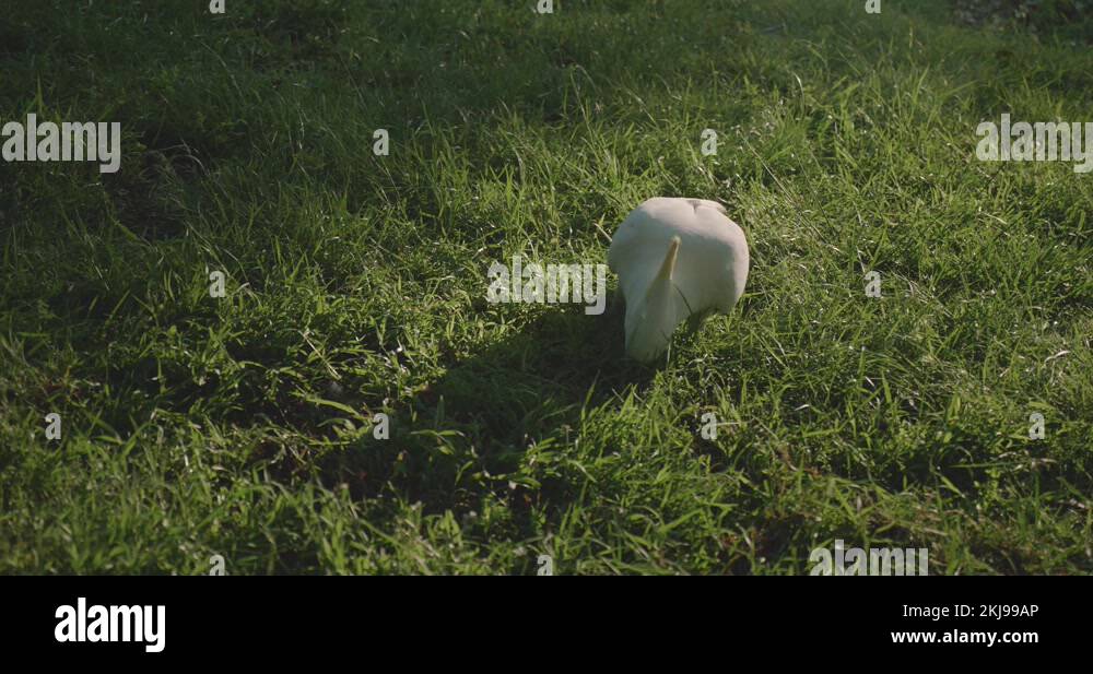 Australian grass seeds Stock Videos & Footage HD and 4K Video Clips