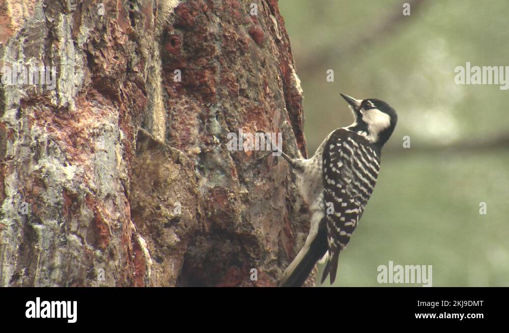 Redcockaded Woodpecker Foraging Pecking Tapping Pine Tree with Sound