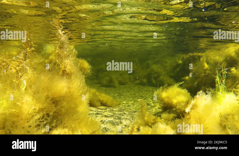 Yellow algae Stock Videos & Footage HD and 4K Video Clips Alamy