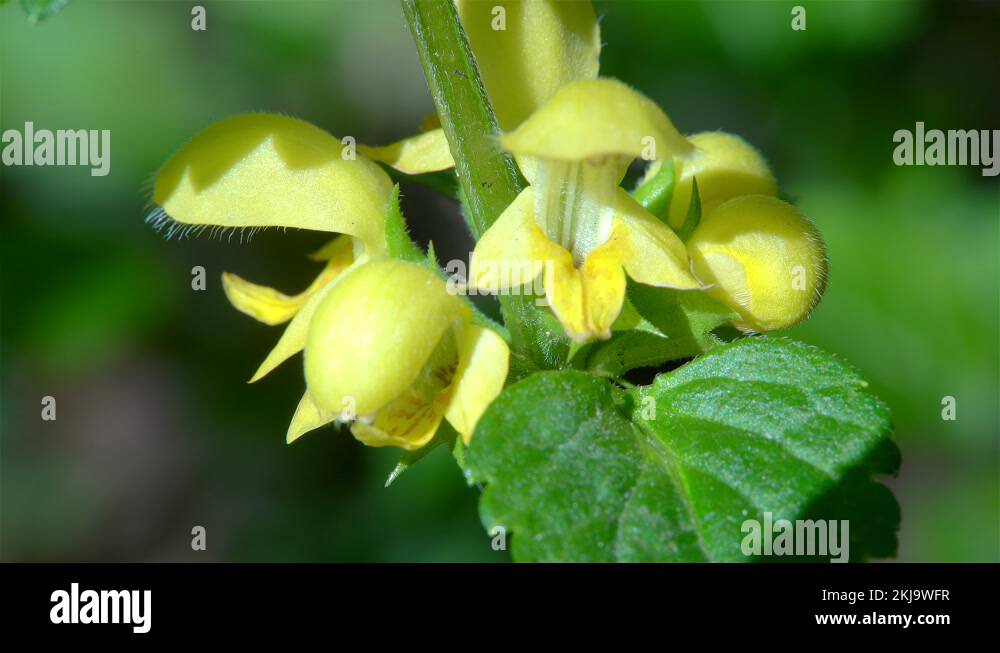 Archangel flowers Stock Videos & Footage HD and 4K Video Clips Alamy