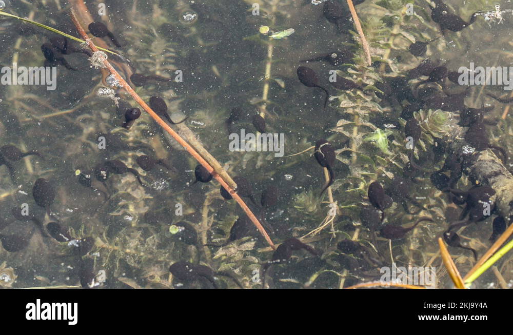 Frog spawn and tadpoles Stock Videos & Footage - HD and 4K Video Clips ...