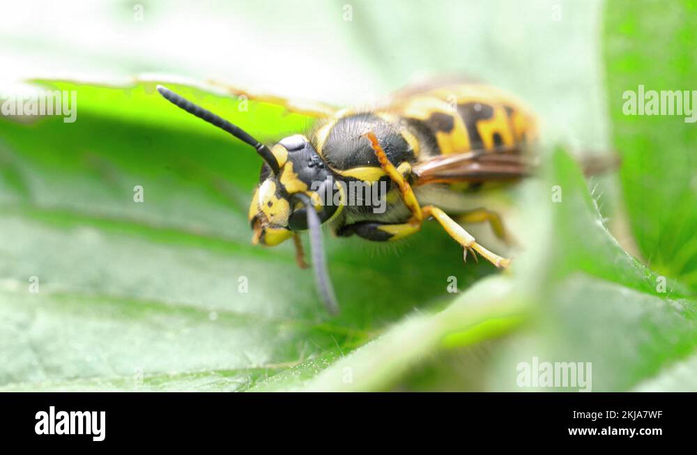 Wasp sting dangerous Stock Videos & Footage - HD and 4K Video Clips - Alamy