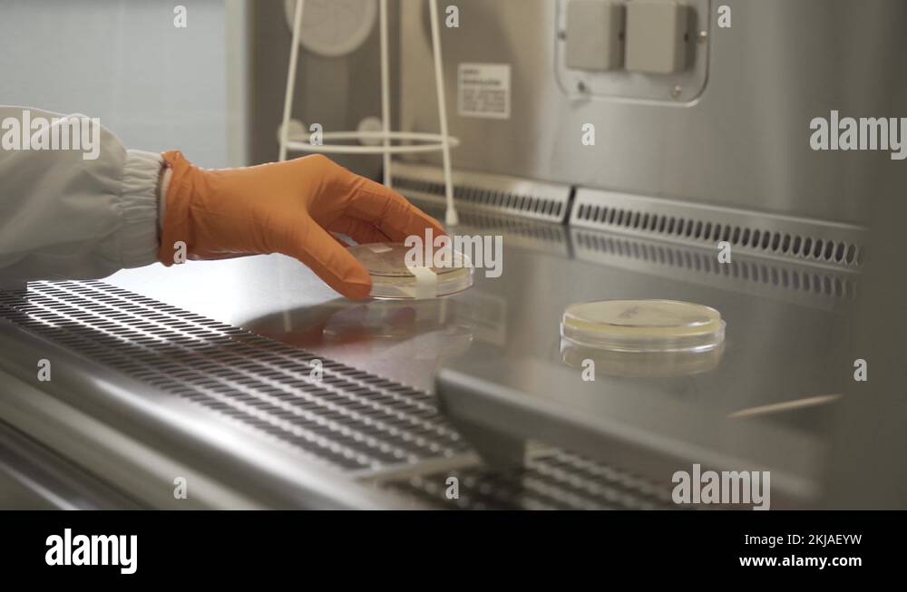 Mrsa Lab Machine Bacteria sample Petri dish with MRSA being placed on lab rack by Stock ...