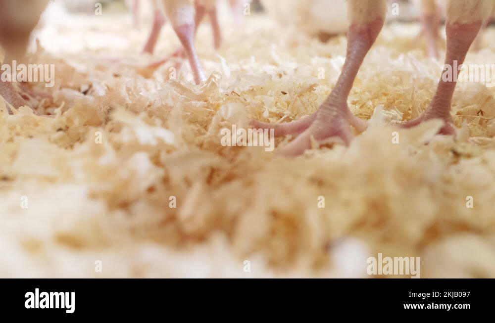 Paws of flock of little chickens walking on sawdust at poultry farm