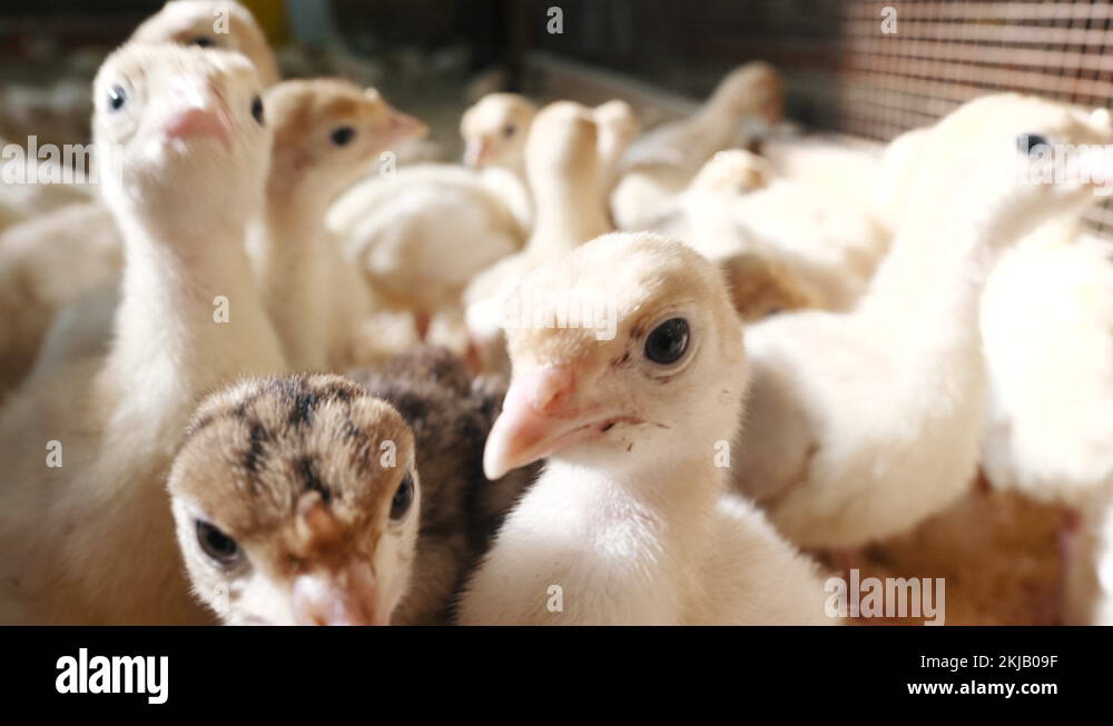 Flock of poultry Stock Videos & Footage HD and 4K Video Clips Alamy