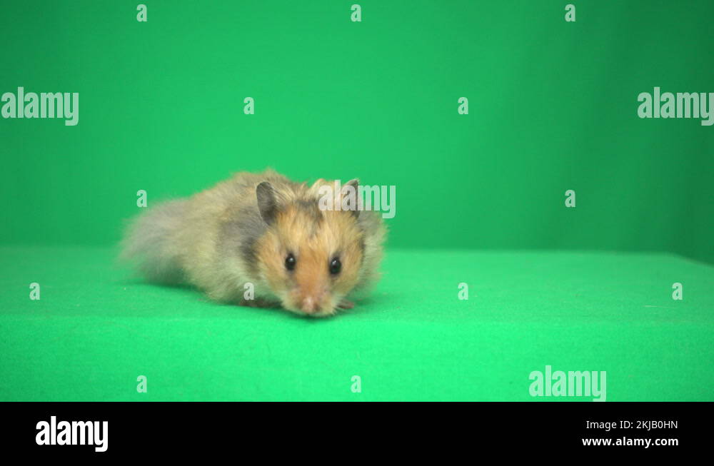Long haired hamster Stock Videos & Footage - HD and 4K Video Clips - Alamy