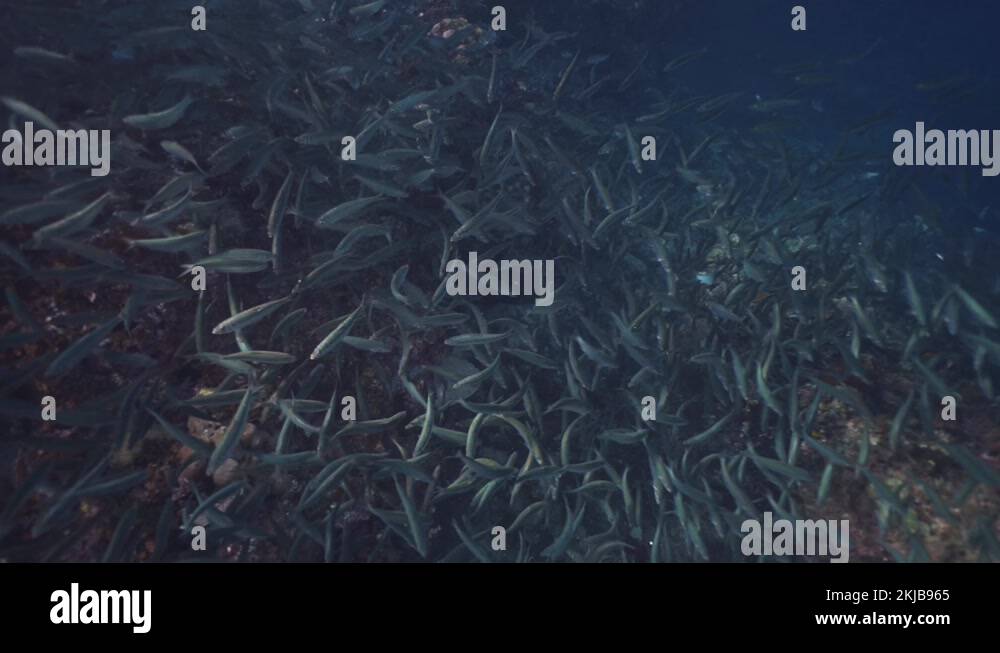 Large shoal of sardines in clear shallow water. Location Panglao Stock