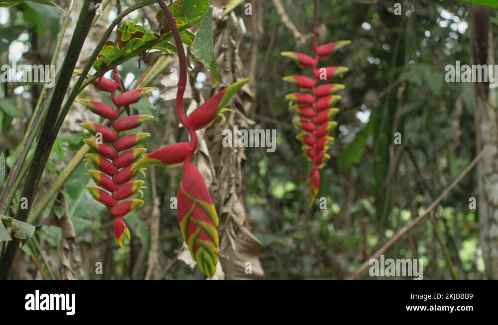 Heliconia rostrata Stock Videos & Footage - HD and 4K Video Clips - Alamy