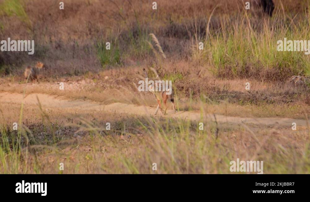 Golden jackal tiger Stock Videos & Footage - HD and 4K Video Clips - Alamy