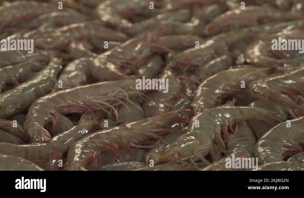 zooming out shrimp on display at the Central Fish Market in Manama