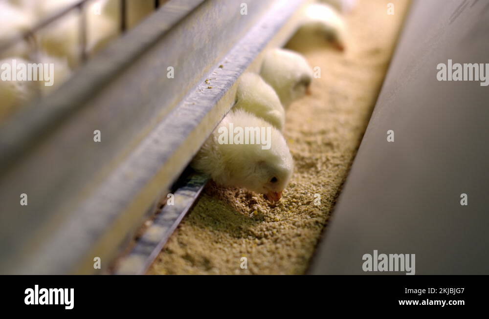 Farm feeder with mixed feed, in which the chickens stick their heads