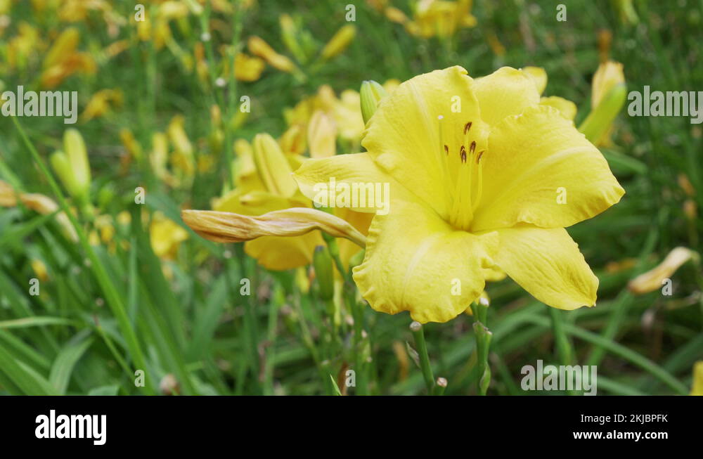 Green lily bud Stock Videos & Footage HD and 4K Video Clips Alamy