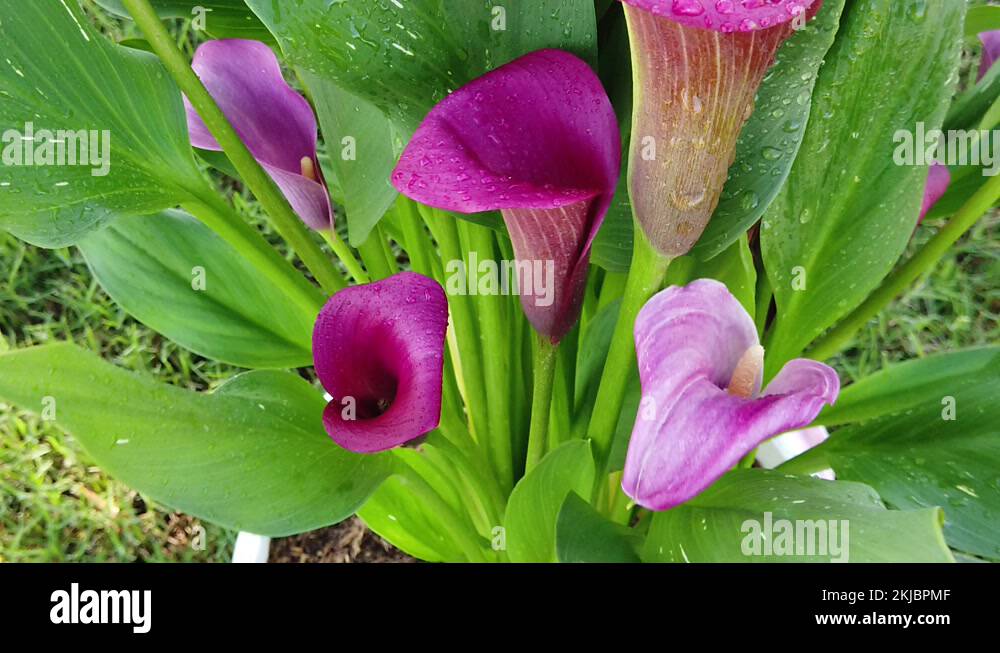 Pink ornamental lily Stock Videos & Footage - HD and 4K Video Clips - Alamy