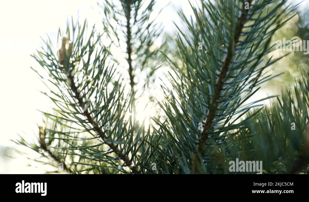 Long pine needle shrub Stock Videos & Footage HD and 4K Video Clips