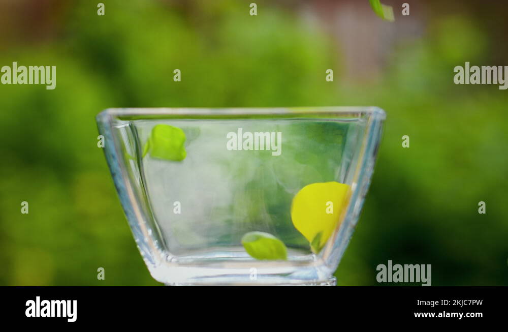 Harvest edible flowers Stock Videos & Footage HD and 4K Video Clips